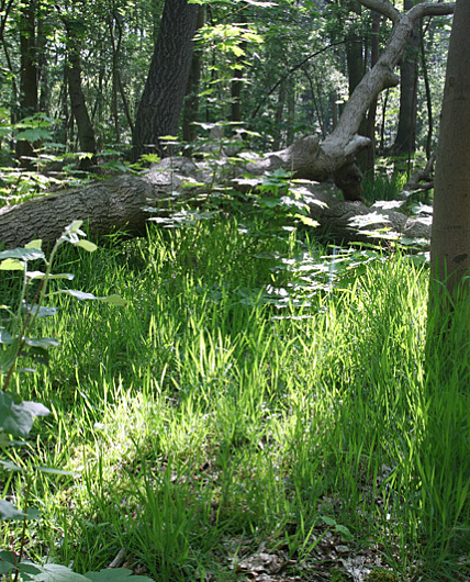 Duinbossen De Haan Klemskerkefoto Marc De Vos11